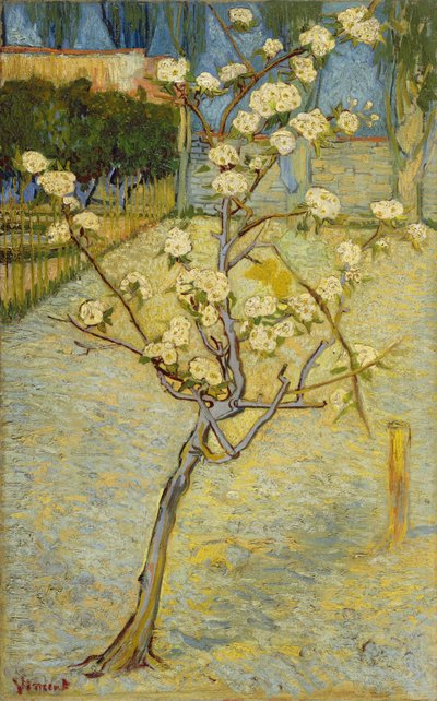 Árvore de pêra florescendo de Vincent van Gogh